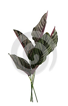 Calathea ornata leaves(Pin-stripe Calathea) isolate on white background.