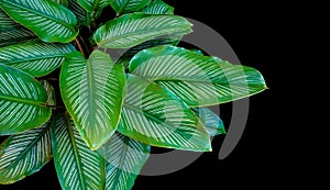 Calathea ornata leaves (Pin-stripe Calathea) The tropical foliage isolated on black background with clipping path