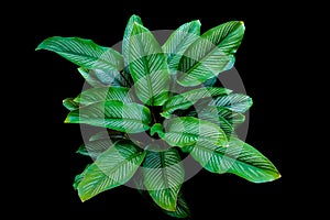 Calathea Ornata (Pin-stripe Calathea) leaves popular houseplant isolated on black background, clipping path included