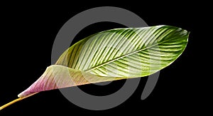Calathea ornata Pin-stripe Calathea leaves, tropical foliage isolated on black background