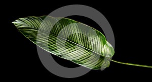 Calathea ornata Pin-stripe Calathea leaves, tropical foliage isolated on black background