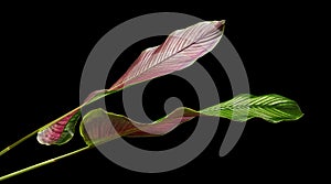 Calathea ornata Pin-stripe Calathea leaves, tropical foliage isolated on black background