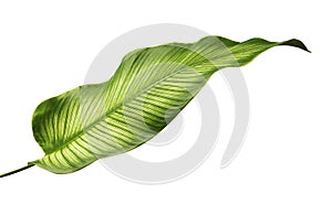 Calathea ornata Pin-stripe Calathea leaves, Tropical foliage isolated on white background