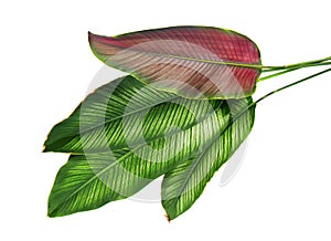 Calathea ornata Pin-stripe Calathea leaves, Tropical foliage isolated on white background