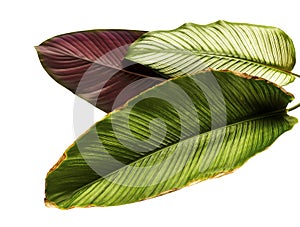 Calathea ornata Pin-stripe Calathea leaves, tropical foliage isolated on white background