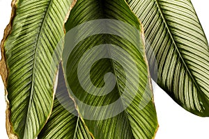 Calathea ornata Pin-stripe Calathea leaves, tropical foliage isolated on white background