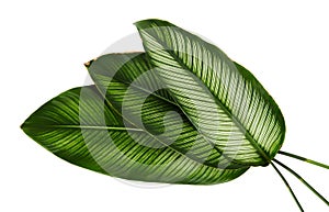 Calathea ornata Pin-stripe Calathea leaves, tropical foliage isolated on white background