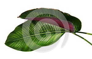 Calathea ornata Pin-stripe Calathea leaves, tropical foliage isolated on white background