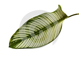 Calathea ornata Pin-stripe Calathea leaves, tropical foliage isolated on white background