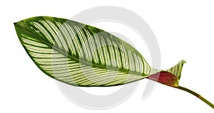 Calathea ornata Pin-stripe Calathea leaves, tropical foliage isolated on white background