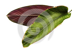 Calathea ornata Pin-stripe Calathea leaves, tropical foliage isolated on white background