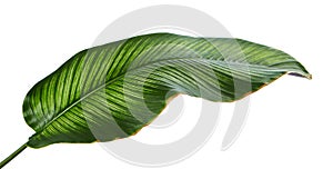 Calathea ornata Pin-stripe Calathea leaves, tropical foliage isolated on white background