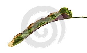 Calathea ornata Pin-stripe Calathea leaves, tropical foliage isolated on white background