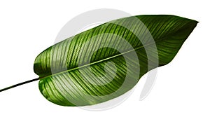 Calathea ornata Pin-stripe Calathea leaves, tropical foliage isolated on white background