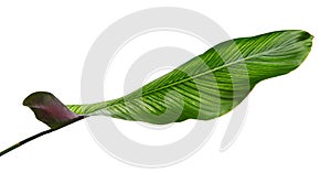 Calathea ornata Pin-stripe Calathea leaves, tropical foliage isolated on white background