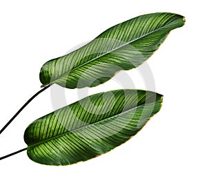 Calathea ornata Pin-stripe Calathea leaves, Tropical foliage isolated on white background, with clipping path