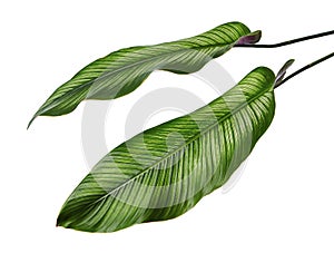 Calathea ornata Pin-stripe Calathea leaves, Tropical foliage isolated on white background, with clipping path