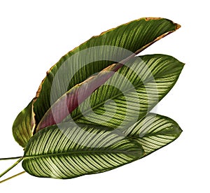 Calathea ornata Pin-stripe Calathea leaves, tropical foliage isolated on white background