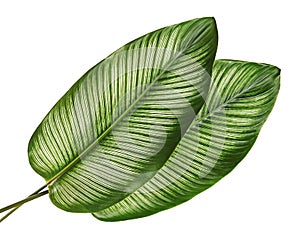 Calathea ornata Pin-stripe Calathea leaves, tropical foliage isolated on white background