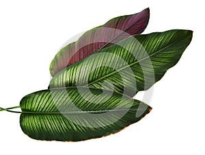 Calathea ornata Pin-stripe Calathea leaves, Tropical foliage isolated on white background, with clipping path