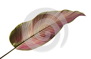 Calathea ornata Pin-stripe Calathea leaves, Tropical foliage isolated on white background, with clipping path