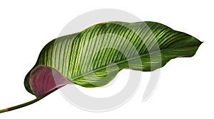 Calathea ornata Pin-stripe Calathea leaves, Tropical foliage isolated on white background, with clipping path