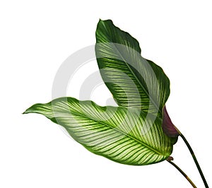 Calathea ornata Pin-stripe Calathea leaves, Tropical foliage isolated on white background, with clipping path