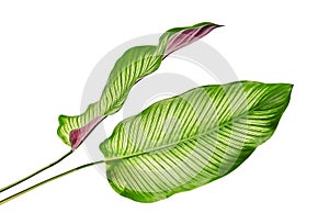 Calathea ornata Pin-stripe Calathea leaves, Tropical foliage isolated on white background, with clipping path