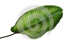 Calathea ornata Pin-stripe Calathea leaves, Tropical foliage isolated on white background, with clipping path