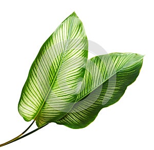 Calathea ornata Pin-stripe Calathea leaves, Tropical foliage isolated on white background, with clipping path