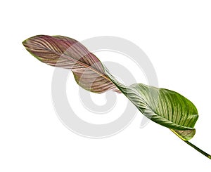 Calathea ornata Pin-stripe Calathea leaves, Tropical foliage isolated on white background, with clipping path