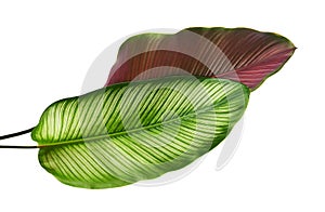 Calathea ornata (Pin-stripe Calathea) leaves Tropical foliage isolated on white background with clipping path