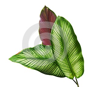 Calathea ornata (Pin-stripe Calathea) leaves  Tropical foliage isolated on white background  with clipping path