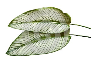 Calathea ornata (Pin-stripe Calathea) leaves, Tropical foliage isolated on white background, with clipping path