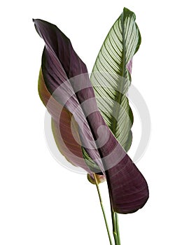 Calathea ornata (Pin-stripe Calathea) leaves, Tropical foliage isolated on white background, with clipping path