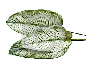 Calathea ornata (Pin-stripe Calathea) leaves, Tropical foliage isolated on white background, with clipping path