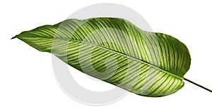 Calathea ornata or Pin-stripe Calathea leaves photo