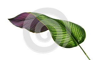 Calathea ornata Pin-stripe Calathea leaves, Tropical foliage isolated on white background, with clipping path