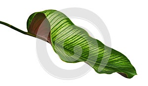 Calathea ornata Pin-stripe Calathea leaves, Tropical foliage isolated on white background, with clipping path