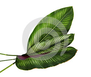 Calathea ornata Pin-stripe Calathea leaves, tropical foliage isolated on white background