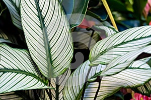Calathea ornata, variously striped, pin-stripe, or pin-stripe calathea plants leaves close - up