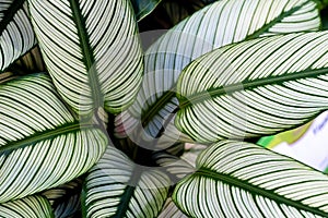 Calathea ornata, variously striped, pin-stripe, or pin-stripe calathea plants leaves close - up photo