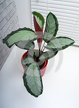 Calathea Picturata is a species of plant in the family Marantaceae