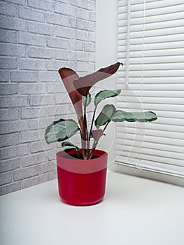 Calathea Picturata is a species of plant in the family Marantaceae