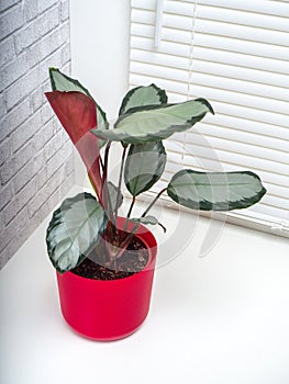 Calathea Picturata is a species of plant in the family Marantaceae