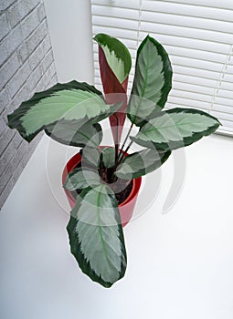 Calathea Picturata is a species of plant in the family Marantaceae photo