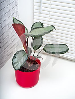 Calathea Picturata is a species of plant in the family Marantaceae photo