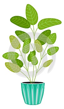 Calathea plant. Potted greenery. House decoration icon