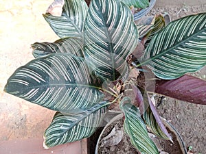 Calathea plants are known for their vibrant foliage patterns and thrive in indirect sunlight photo