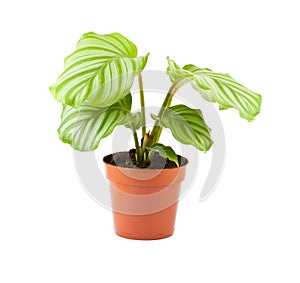 Calathea (Prayer Plant)